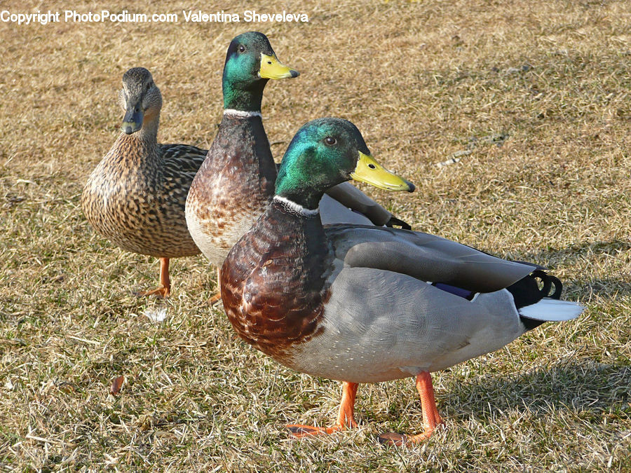 Bird, Duck, Teal, Waterfowl, Mallard, Goose