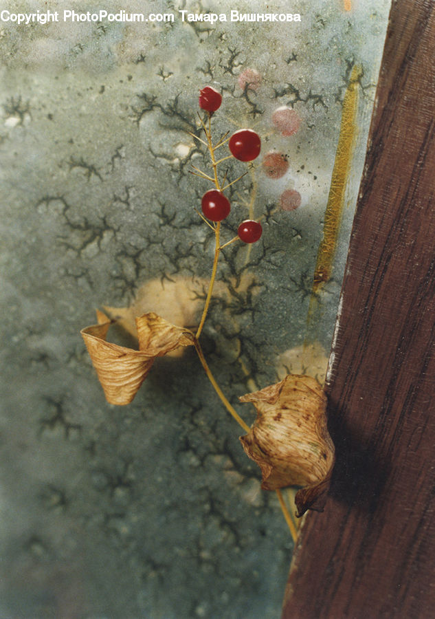 Cherry, Fruit, Clam, Sea Life, Seashell, Maple, Maple Leaf
