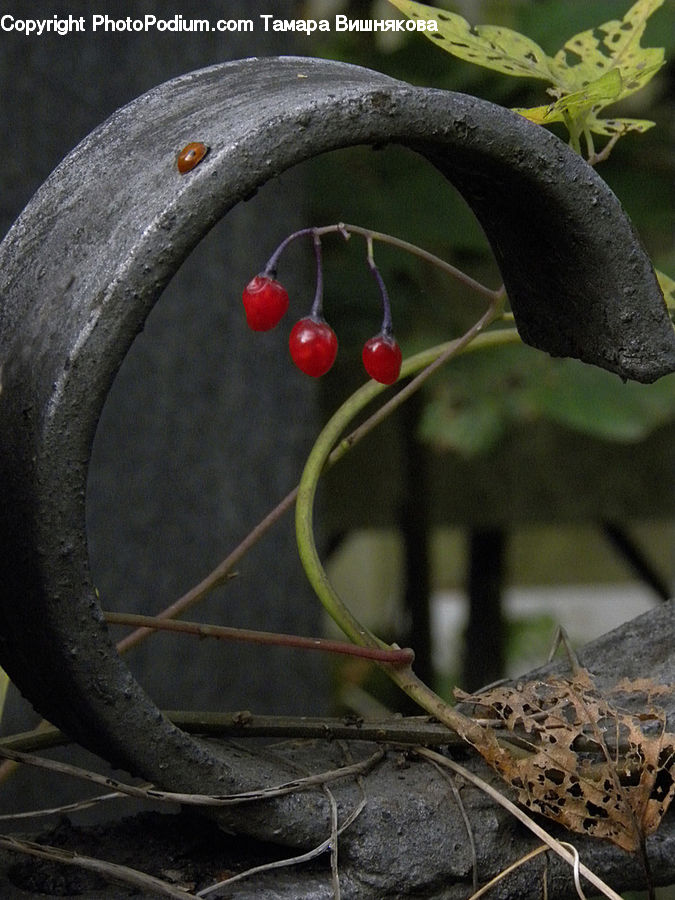 Flower Arrangement, Ikebana, Plant, Potted Plant, Vase, Cherry, Fruit