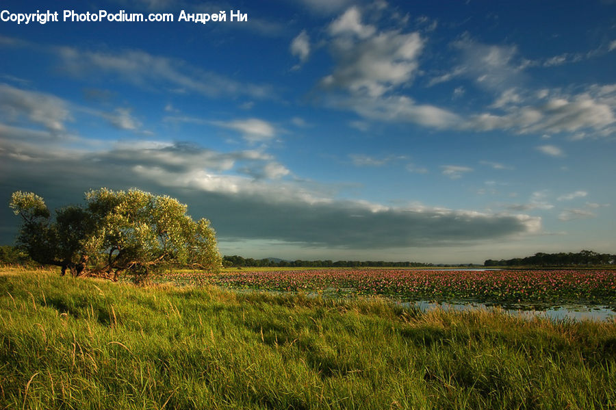 Field, Grass, Grassland, Land, Outdoors, Plant, Meadow