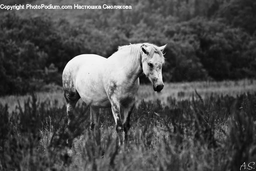 Animal, Horse, Mammal, Stallion, Countryside, Outdoors