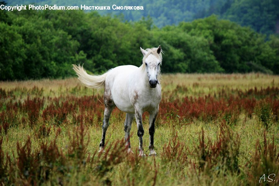 Animal, Horse, Mammal, Colt Horse, Foal, Moss, Plant