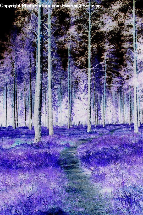 Birch, Tree, Wood, Forest, Vegetation, Grove, Land