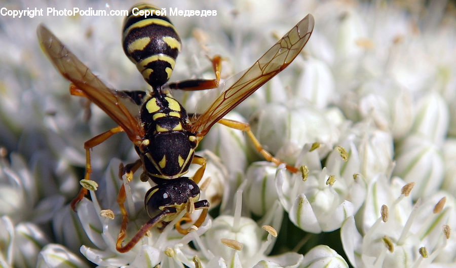 Bee, Hornet, Insect, Invertebrate, Wasp, Bowl, Glass