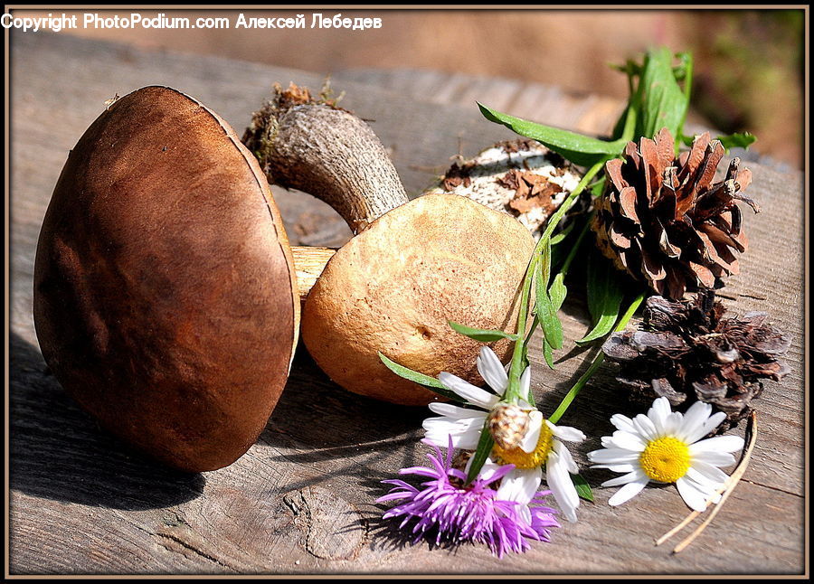 Rust, Plant, Conifer, Fir, Tree, Herbal, Herbs