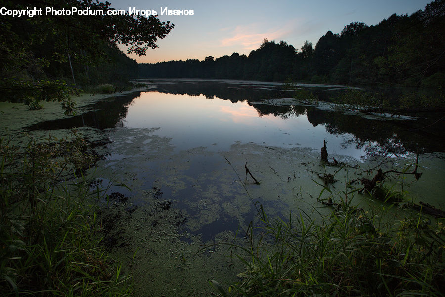 Algae, Outdoors, Pond, Water, Plant, Forest, Jungle