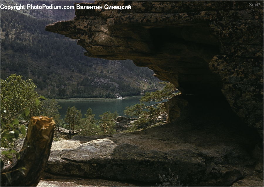 Cave, Plant, Tree, Forest, Vegetation, Oak, Wood