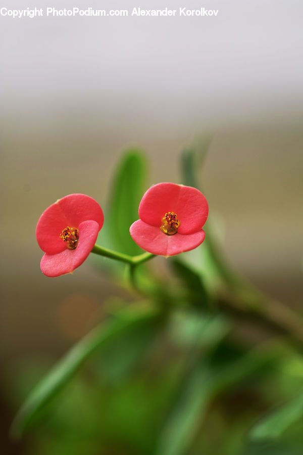 Blossom, Flora, Flower, Geranium, Plant, Petal, Fiber