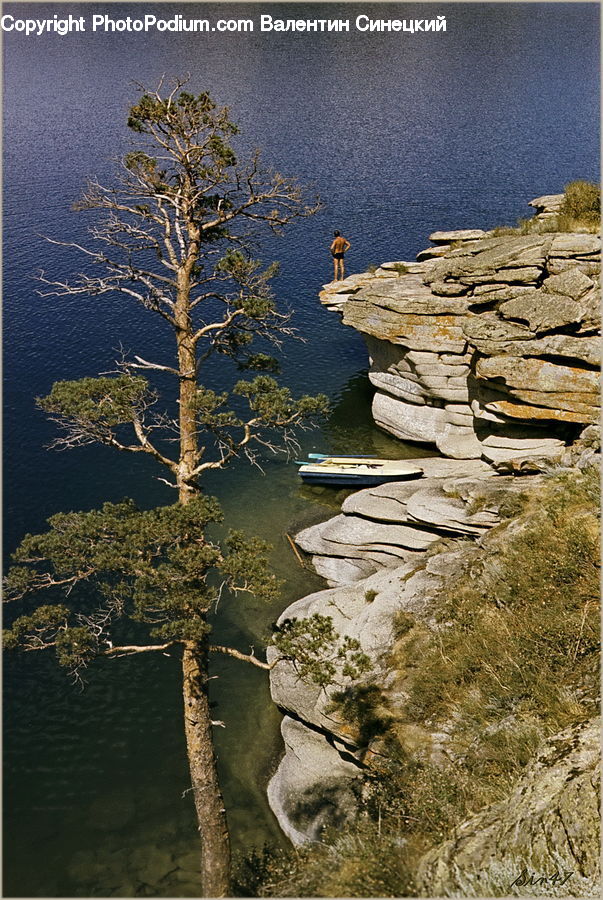 Conifer, Larch, Tree, Wood, Rock, Dock, Landing