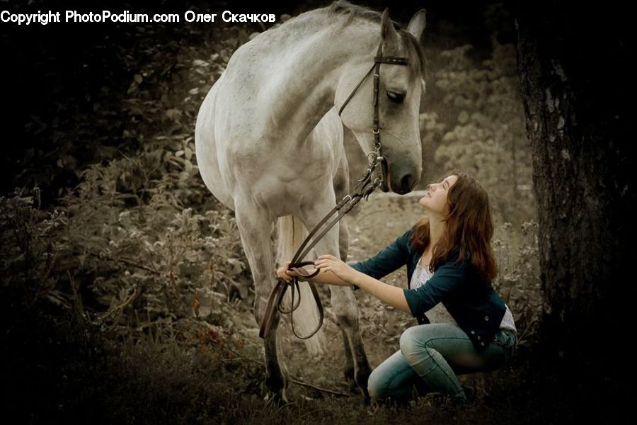 People, Person, Animal, Horse, Mammal, Stallion, Human