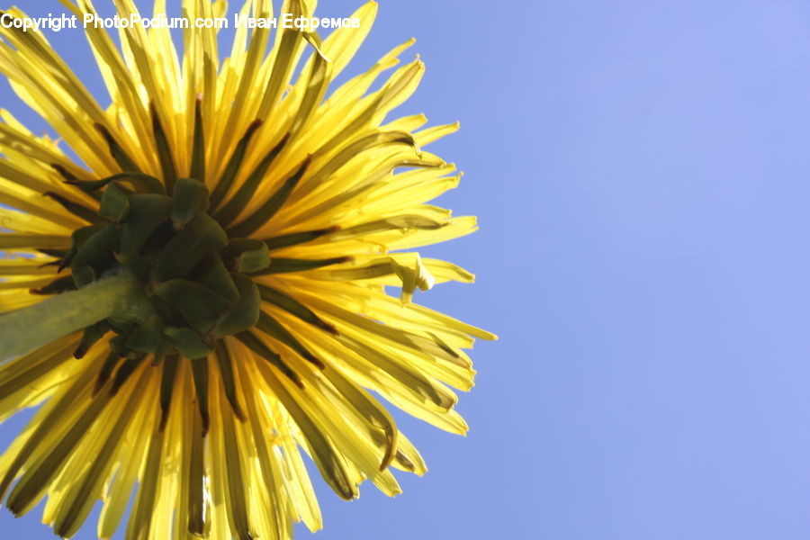 Dandelion, Flower, Plant, Blossom, Flora, Sunflower, Daisies