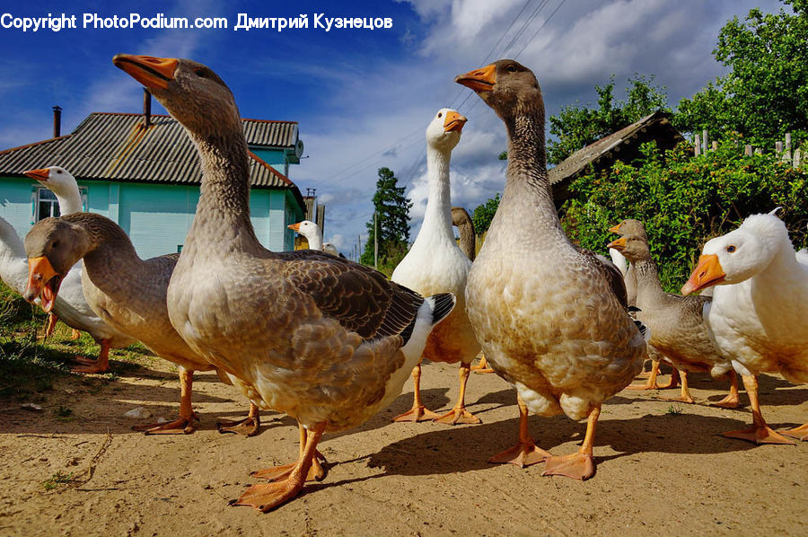 Bird, Goose, Waterfowl, Pelican, Beak, Duck, Teal