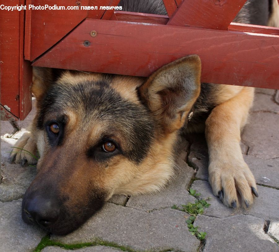 Animal, Canine, Dog, German Shepherd, Mammal, Pet, Collie