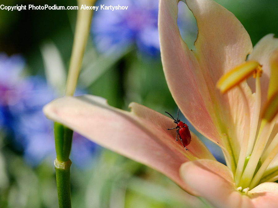 Blossom, Flora, Flower, Geranium, Plant, Crocus, Lily