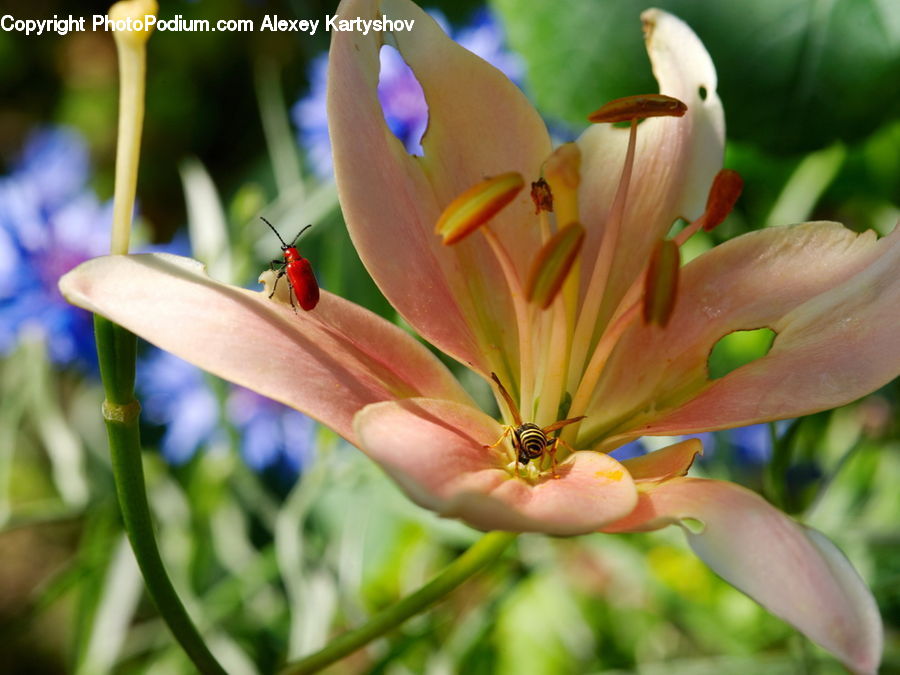 Blossom, Flora, Flower, Geranium, Plant, Anther, Petal
