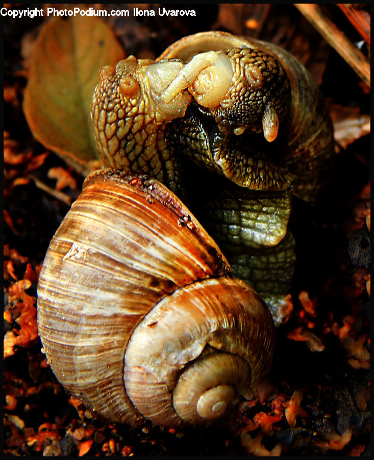 People, Person, Human, Cockroach, Insect, Invertebrate, Fire