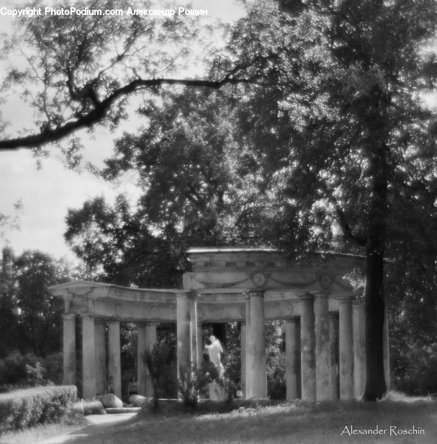 Tomb, Fir, Forest, Grove, Vegetation, Column, Pillar