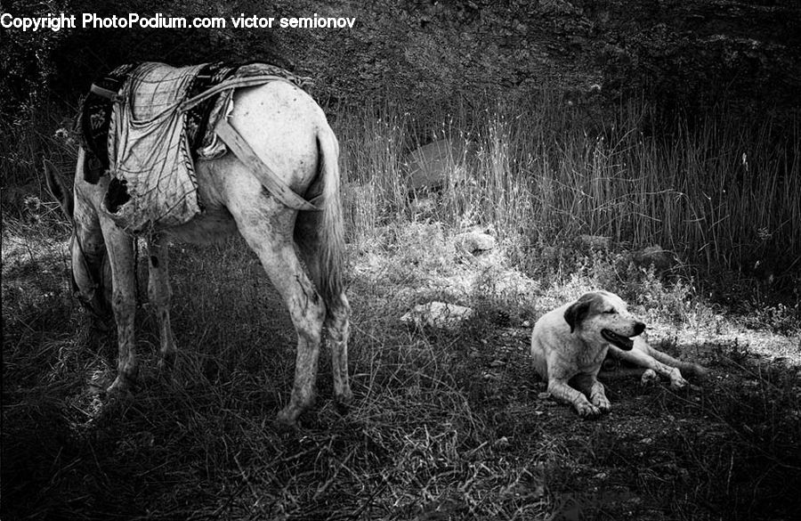 Animal, Horse, Mammal, Canine, Dog, Labrador Retriever, Pet