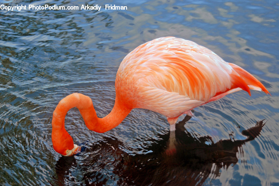 Bird, Flamingo, Flock, Beak
