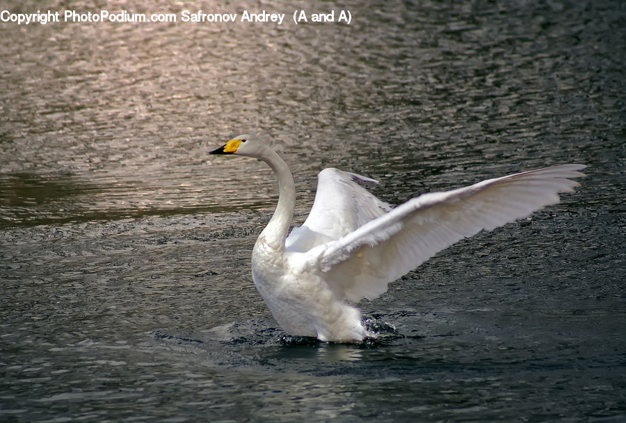 Bird, Swan, Waterfowl, Goose
