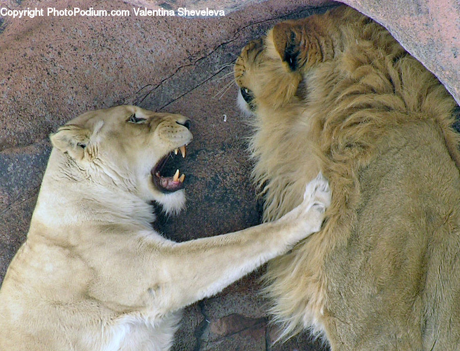 Animal, Lion, Wildlife, Cougar, Puma