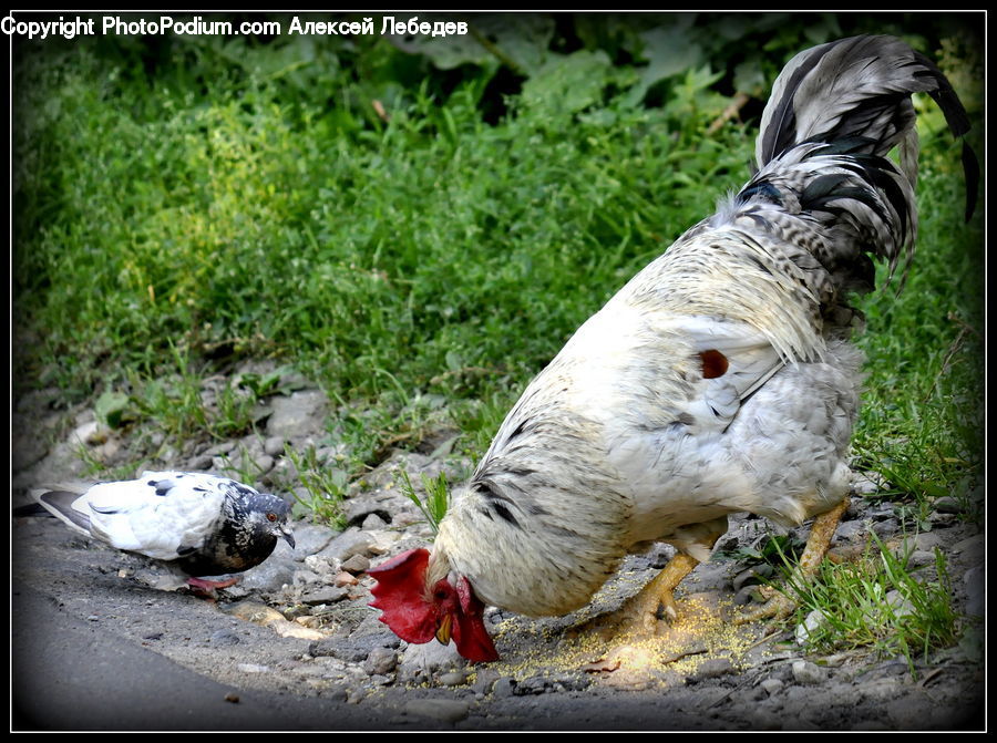 Bird, Pigeon, Chicken, Cock Bird, Fowl, Poultry, Rooster