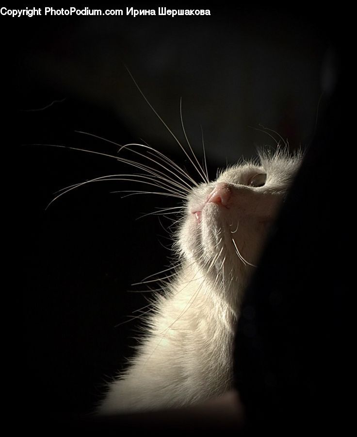 Head, Portrait