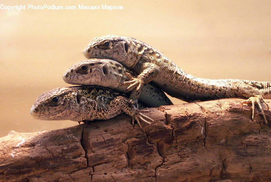 Lizard, Reptile