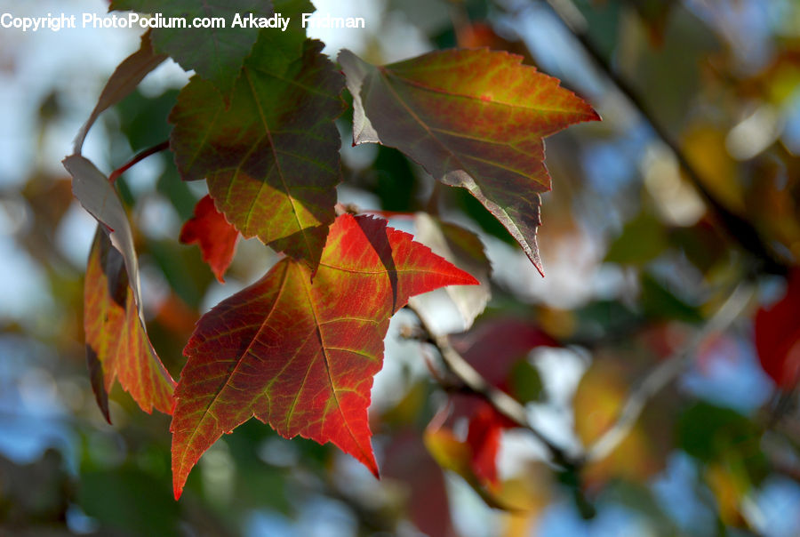 Maple, Maple Leaf, Plant, Ivy, Vine, Birch, Tree