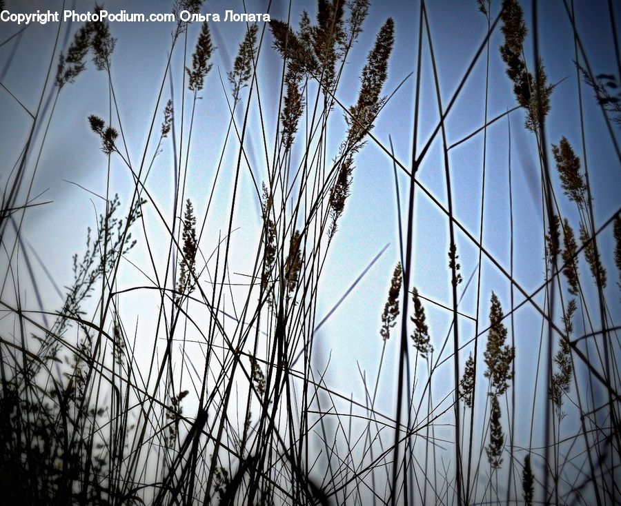 Grass, Plant, Reed, Field, Grassland, Blossom, Flora