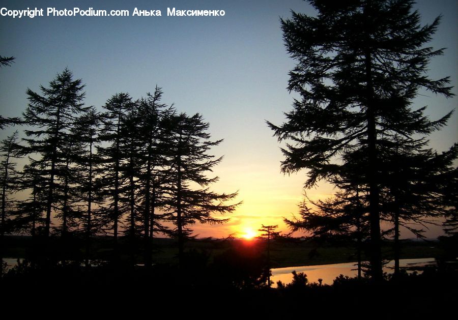 Conifer, Fir, Plant, Tree, Dusk, Outdoors, Sky