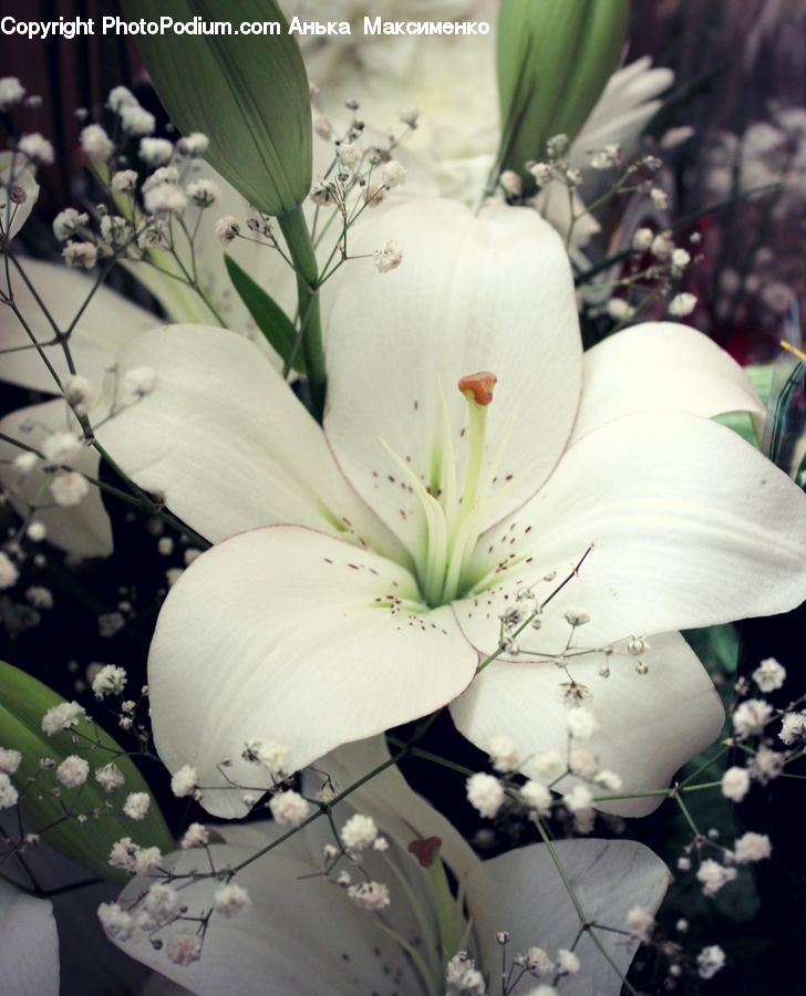Flower, Flower Arrangement, Flower Bouquet, Blossom, Flora, Plant, Amaryllis