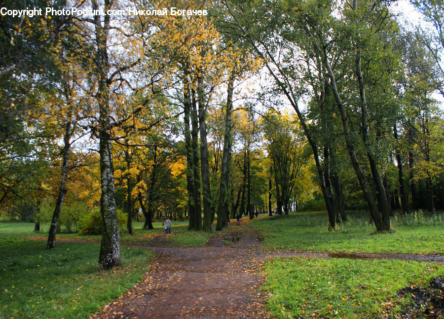 Forest, Grove, Land, Vegetation, Birch, Tree, Wood