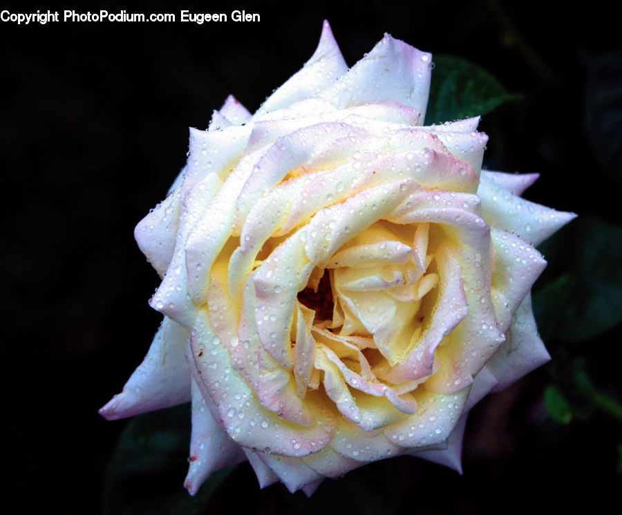 Blossom, Flower, Plant, Rose, Carnation, Flower Arrangement, Flower Bouquet