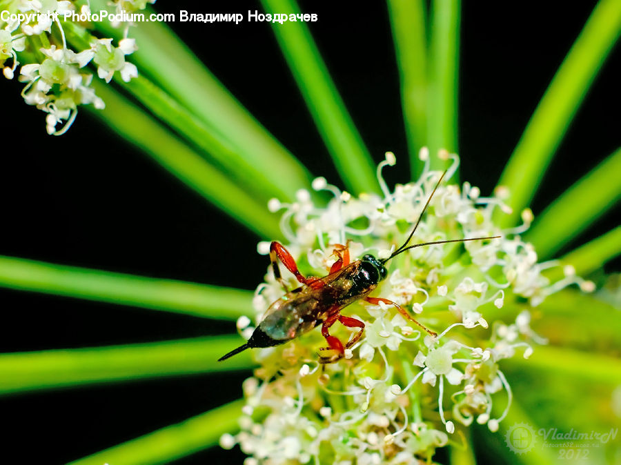 Dill, Plant, Bee, Hornet, Insect, Invertebrate, Wasp