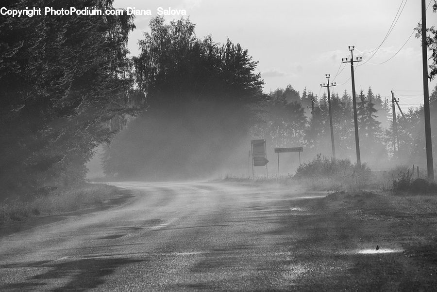 Road, Forest, Vegetation, Countryside, Outdoors, Dirt Road, Gravel