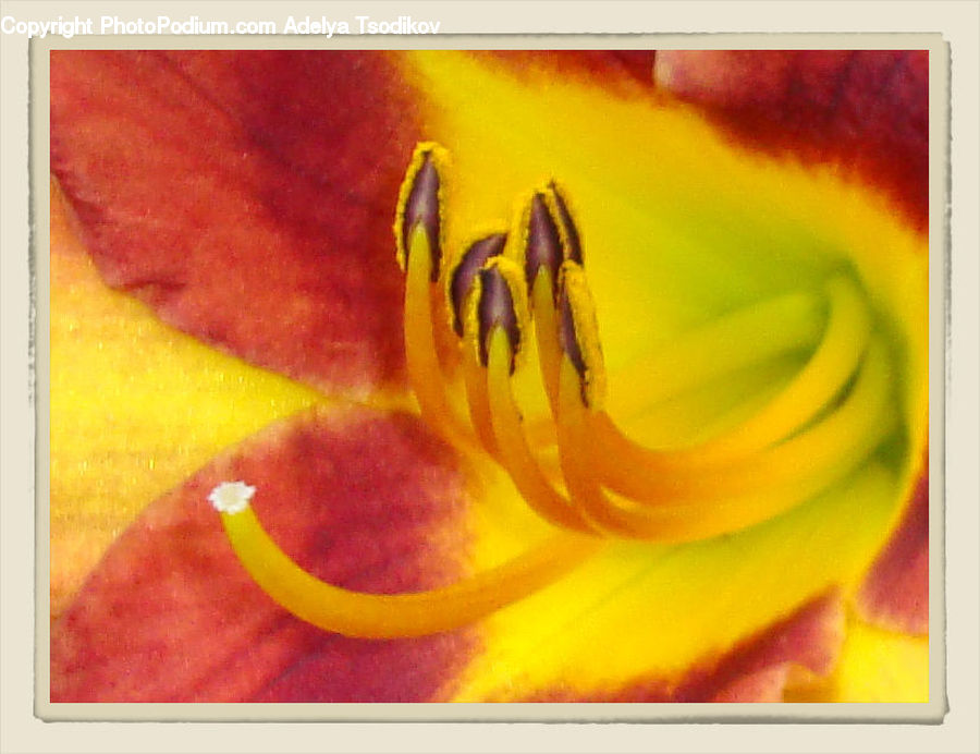 Art, Painting, Modern Art, Flora, Flower, Lily, Plant