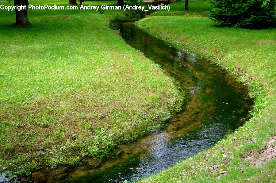 Moss, Plant, Forest, Jungle, Rainforest, Vegetation, Bush