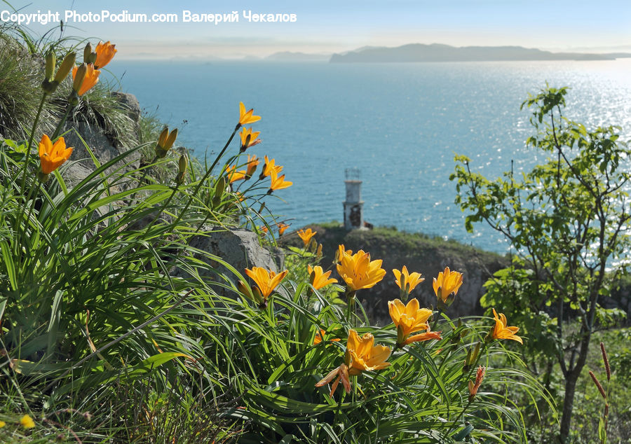 Fiber, Flax, Flora, Flower, Plant, Blossom, Poppy