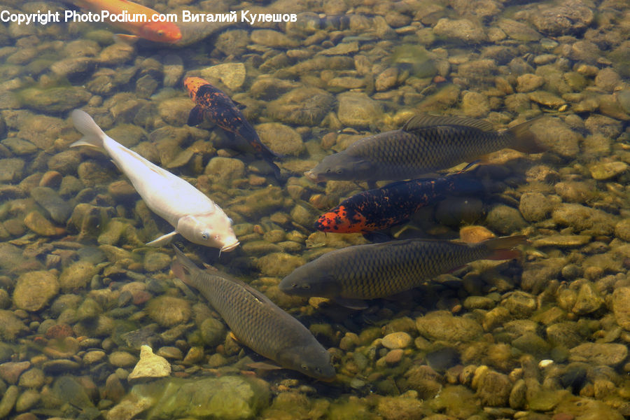 Carp, Fish, Sea Life, Aquatic, Water