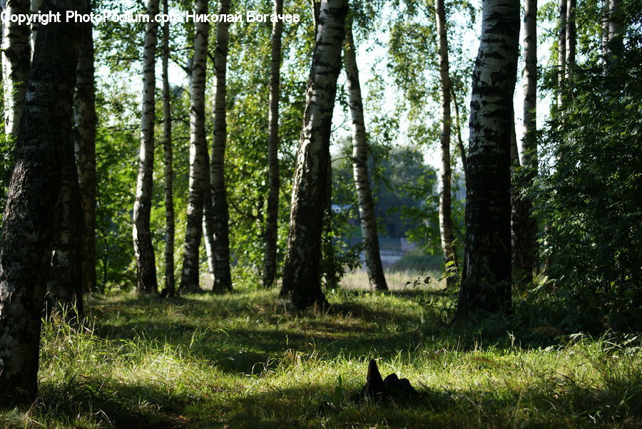 Forest, Vegetation, Birch, Tree, Wood, Grove, Land