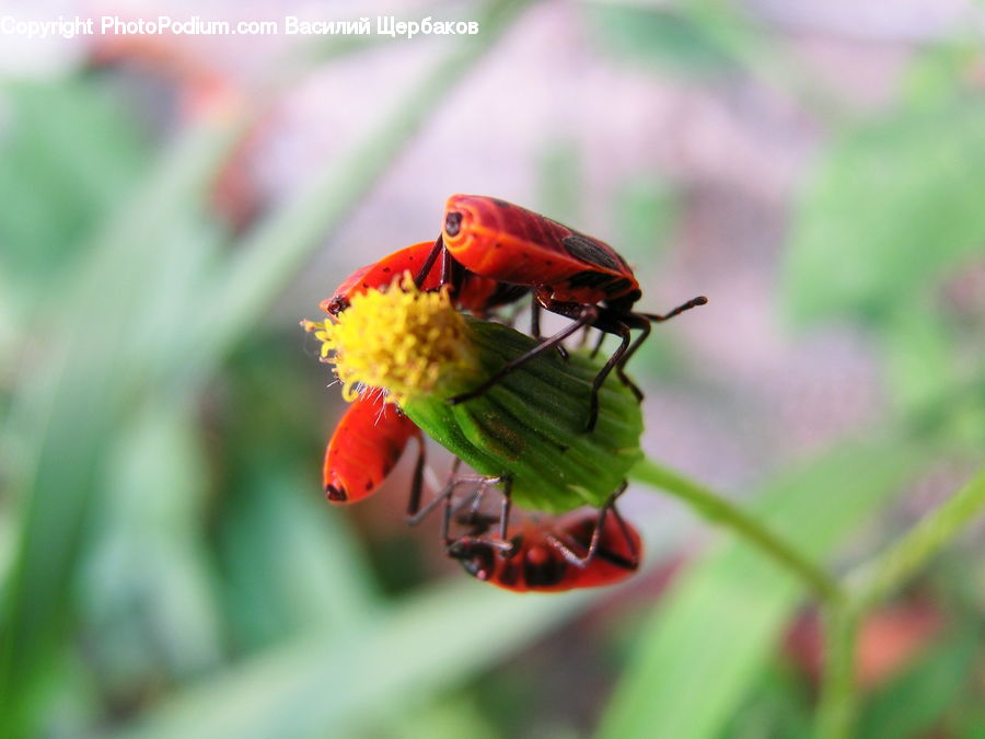 Insect, Invertebrate, Butterfly, Cockroach, Bee, Aphid, Blossom