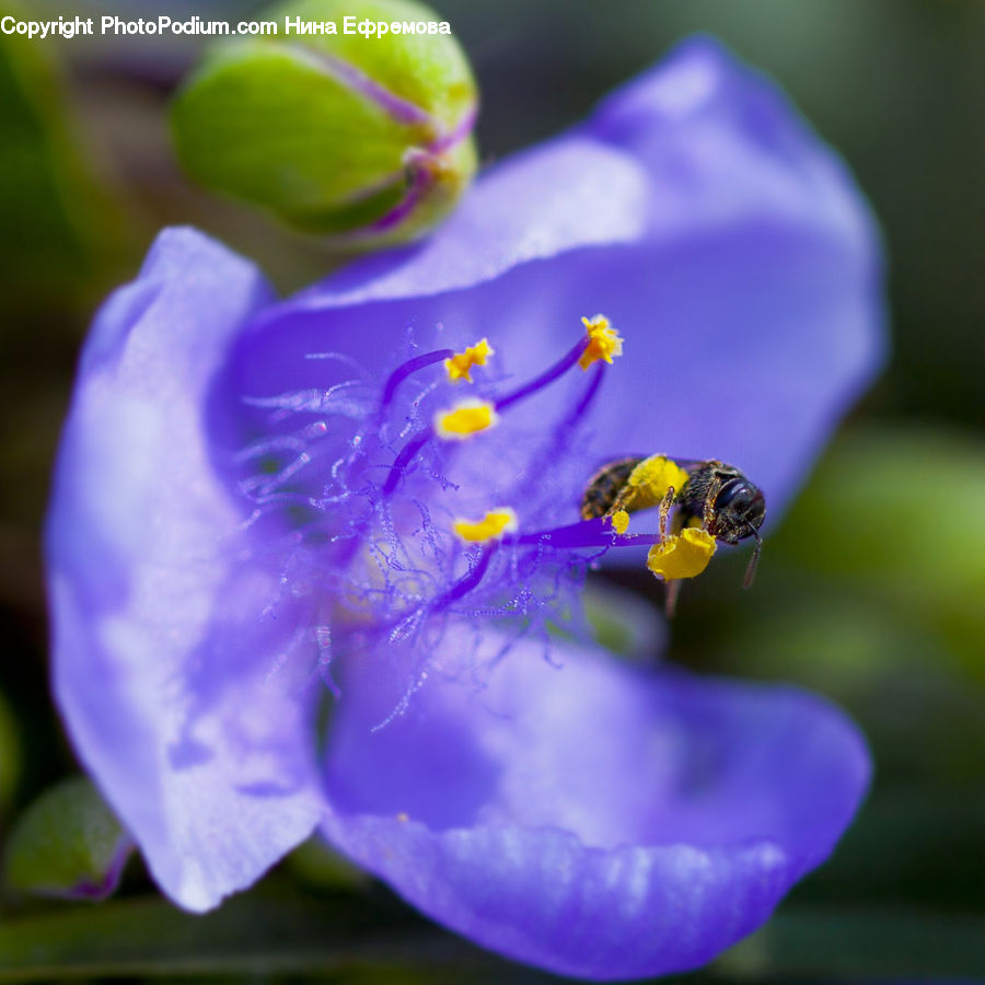 Blossom, Flora, Flower, Geranium, Plant, Pollen, Bud