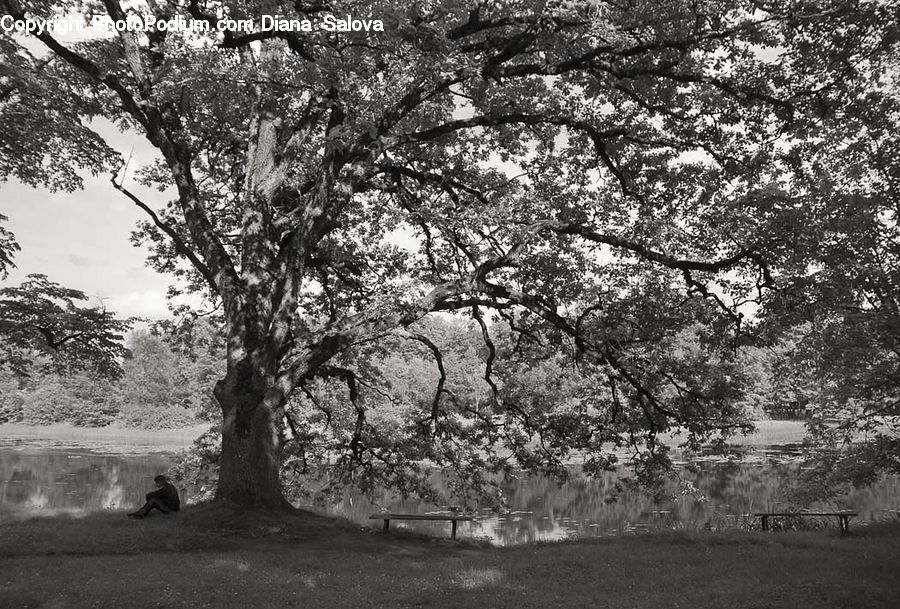 Oak, Tree, Wood, Plant, Blossom, Flora, Flower