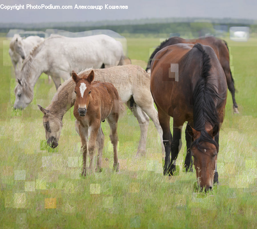 Animal, Colt Horse, Foal, Horse, Mammal, Countryside, Farm