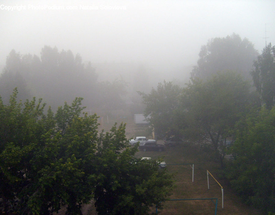 Fog, Mist, Outdoors, Forest, Jungle, Rainforest, Vegetation