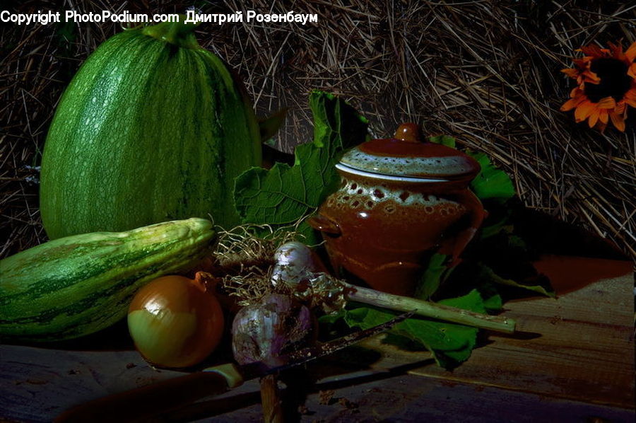 Plant, Potted Plant, Squash, Vegetable, Zucchini, Pot, Pottery