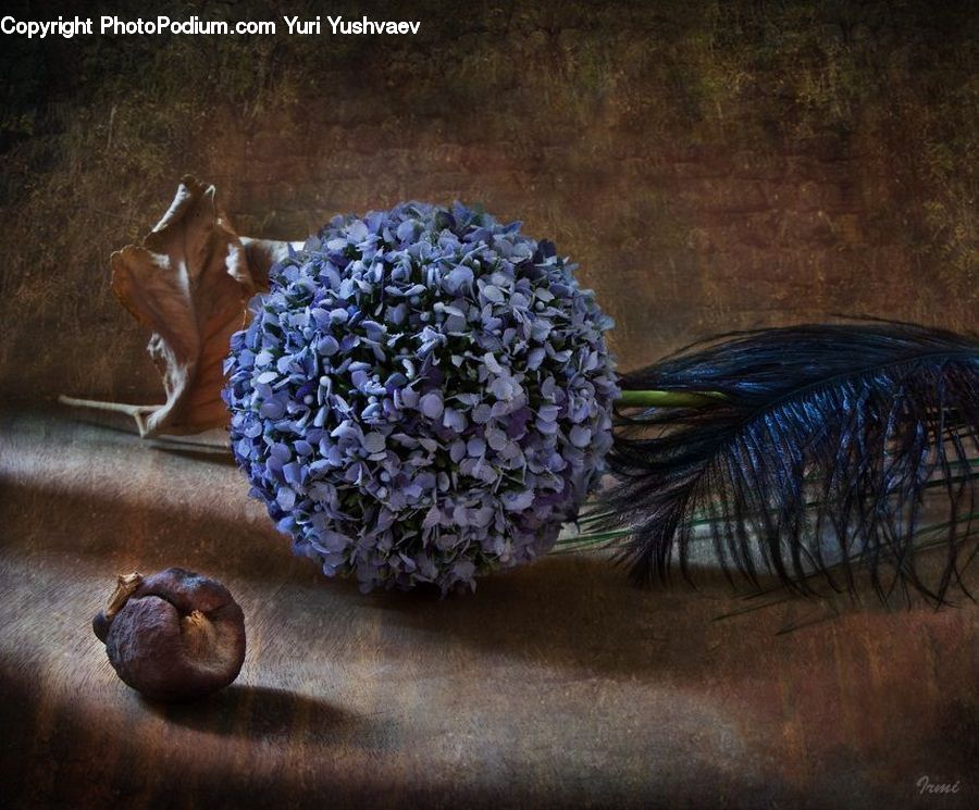 Garlic, Plant, Outdoors, Sand, Soil, Blossom, Flora