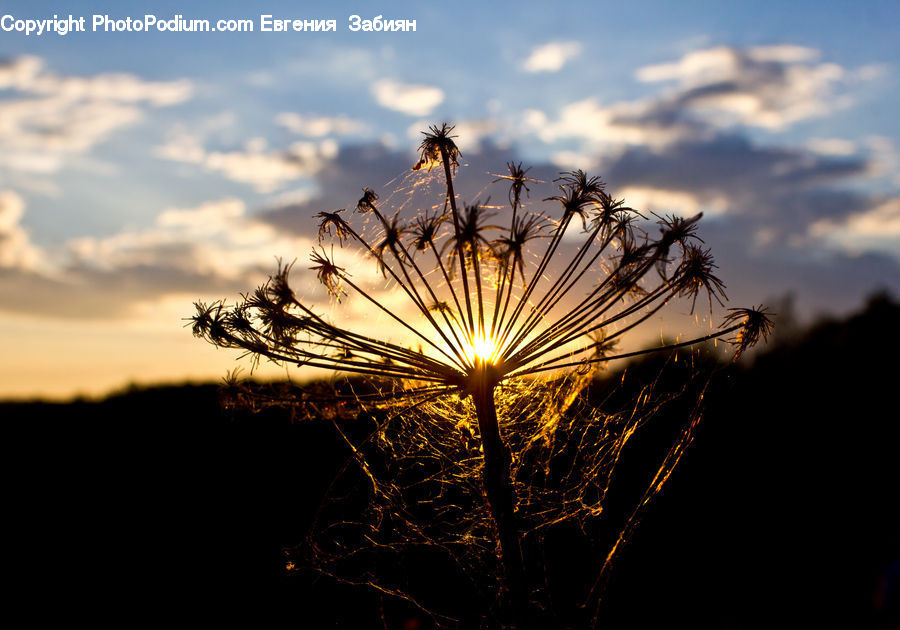 Field, Grass, Grassland, Plant, Flare, Light, Sunlight