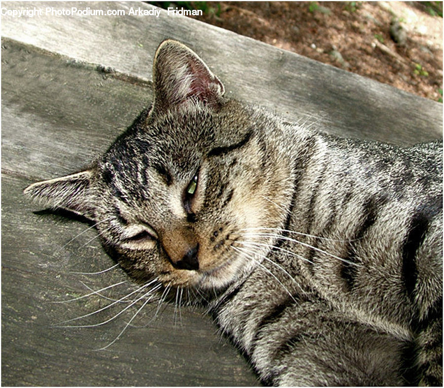 Animal, Cat, Mammal, Pet